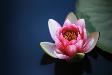 water-lilies-1825477_1920